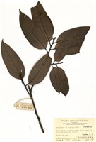 藏品(鹿角錐)的圖片